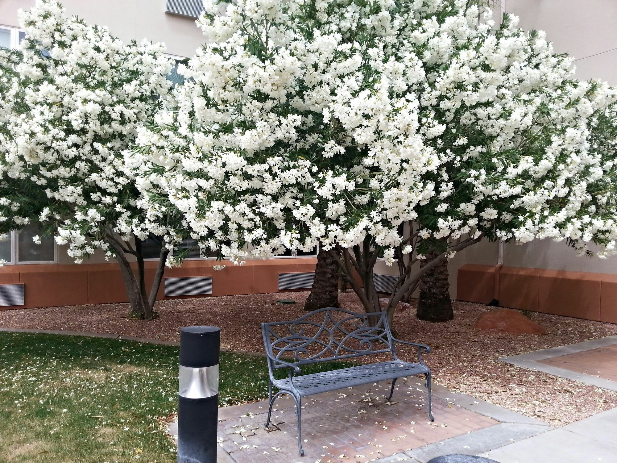 Mojave Edge Otel Mesquite Dış mekan fotoğraf
